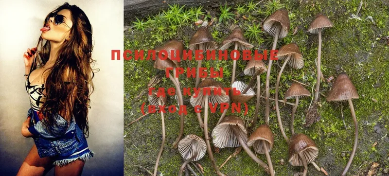 продажа наркотиков  Короча  Галлюциногенные грибы Psilocybine cubensis 